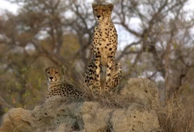 Cheetah Pair on Rock
