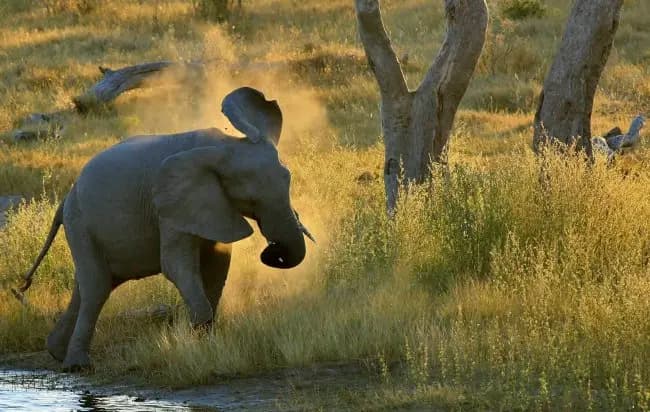 Elephant Close-up Portrait