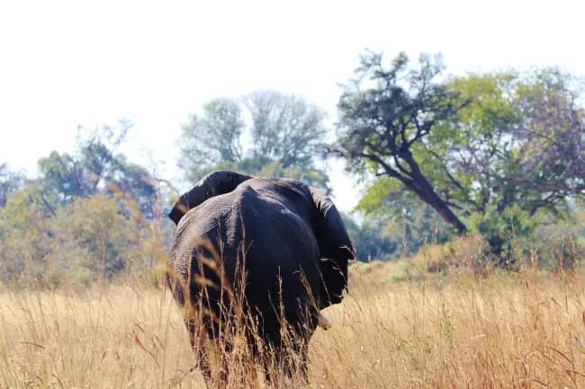 Elephant with Dust Bath