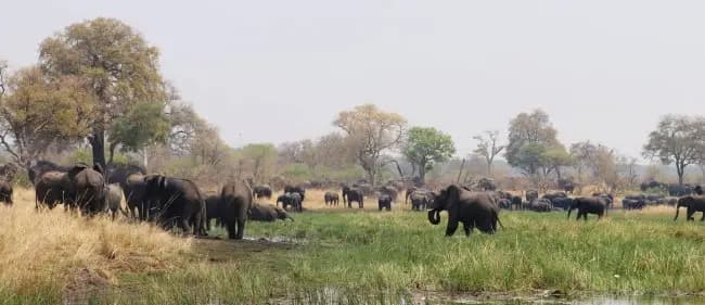 Elephant Face Portrait