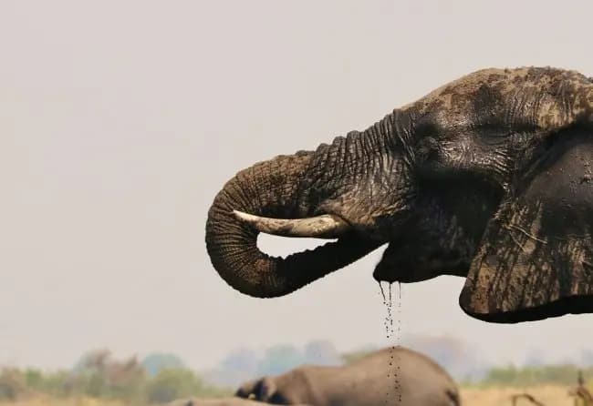 Elephant Walking Through Bush