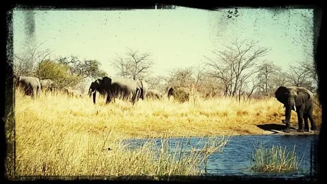 Elephant at Waterhole
