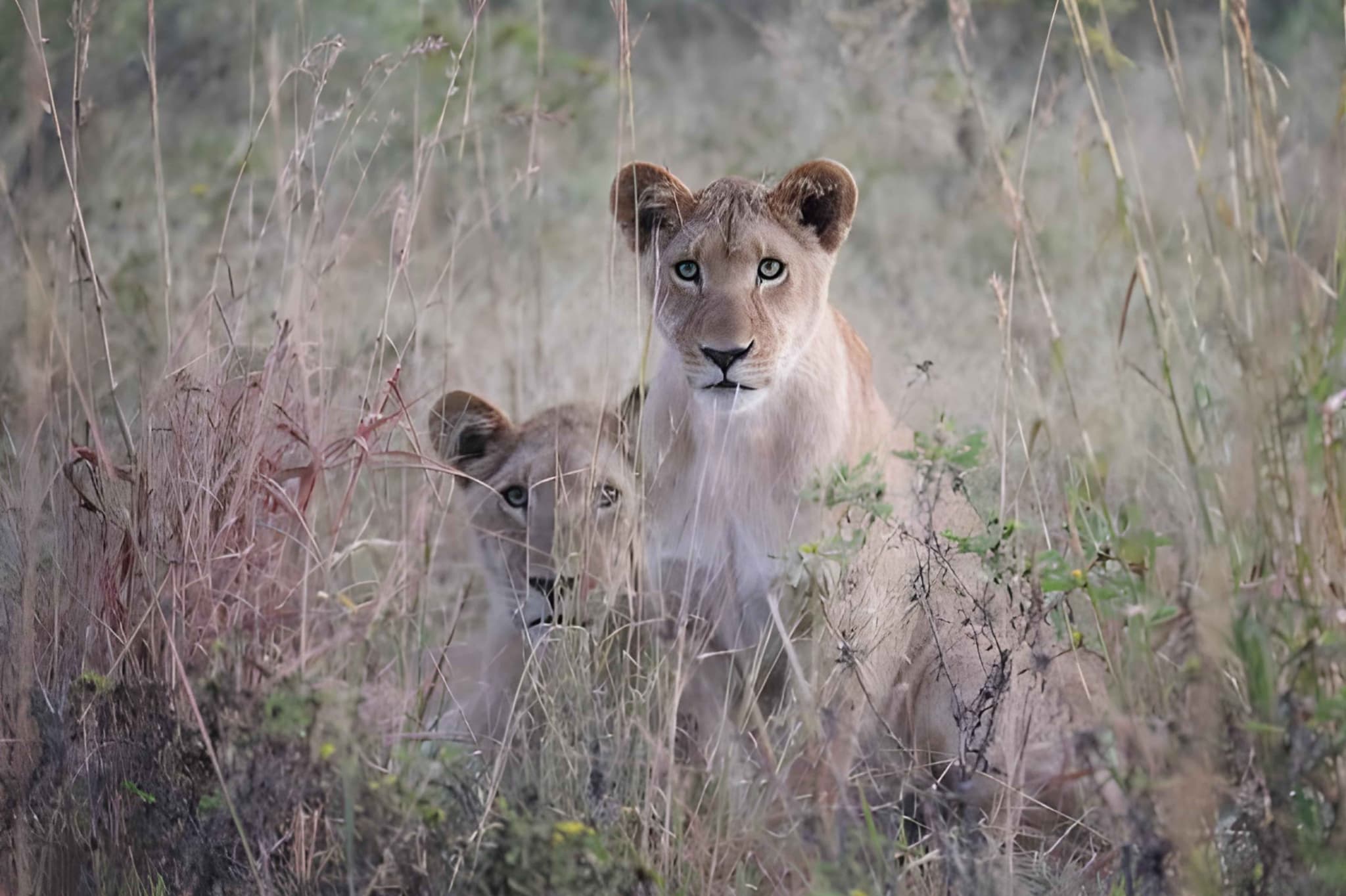 Lions in the savanna